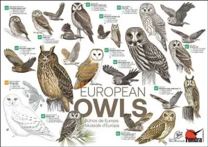 PÒSTER MUSSOLS D'EUROPA