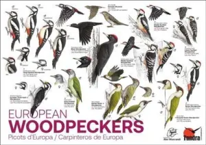 PÒSTER PICOTS D'EUROPA