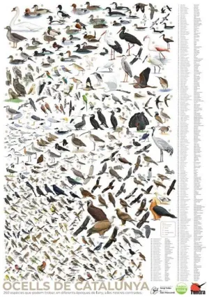 PÒSTER OCELLS DE CATALUNYA