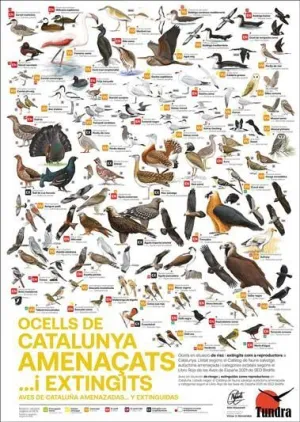 PÒSTER OCELLS DE CATALUNYA AMENAÇATS I EXTINGITS