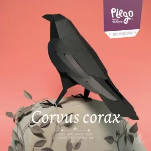 CORVUS CORAX (CORB)