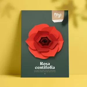 ROSA CENTIFOLIA (ROSA DE CENT FULLES)