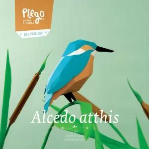 ALCEDO ATTHIS (BLAUET)