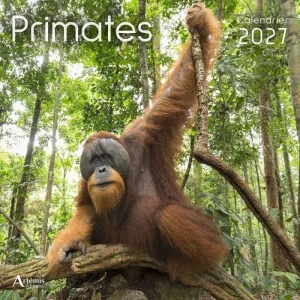 PRIMATES CAELNDARI 30*30CM 2027
