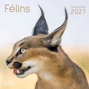 FELINS CALENDARI 30*30CM 2027
