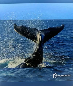 ELS ANIMALS DEL MAR