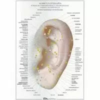 AURICULOTERAPIA -LAMINAS-