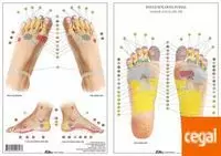 REFLEXOLOGIA PODAL -LAMINAS-