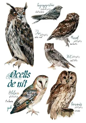 OCELLS DE NIT - LÀMINA A4